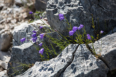 20150529 8307VRAw [R~F] Glockenblume, Gorges du Verdon, Cote d'Azur