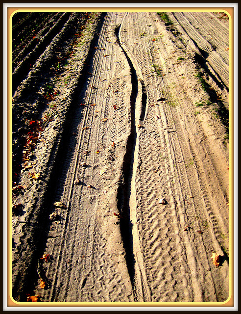 314/365- Traces in the Sand