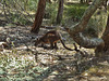 rostered wallaby