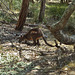 rostered wallaby