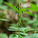 Aplectrum hyemale (Putty-root orchid) seed capsules