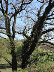 Bäume im Frühlingshimmel