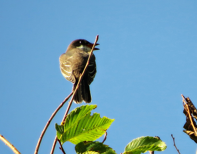 Young Eastern Kingbird