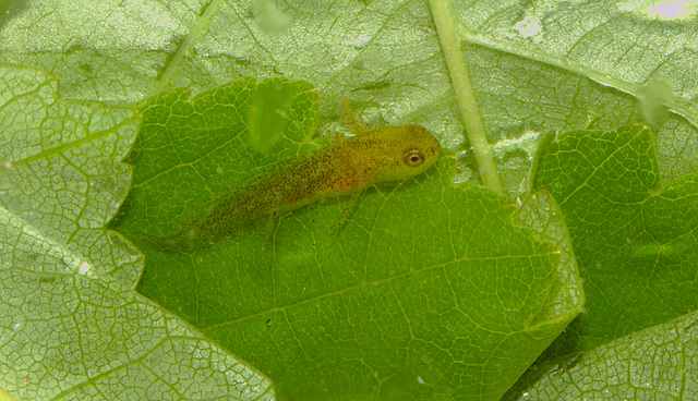 Newt tadpole img_1242