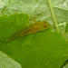 Newt tadpole img_1242