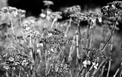 Dry hydrangea