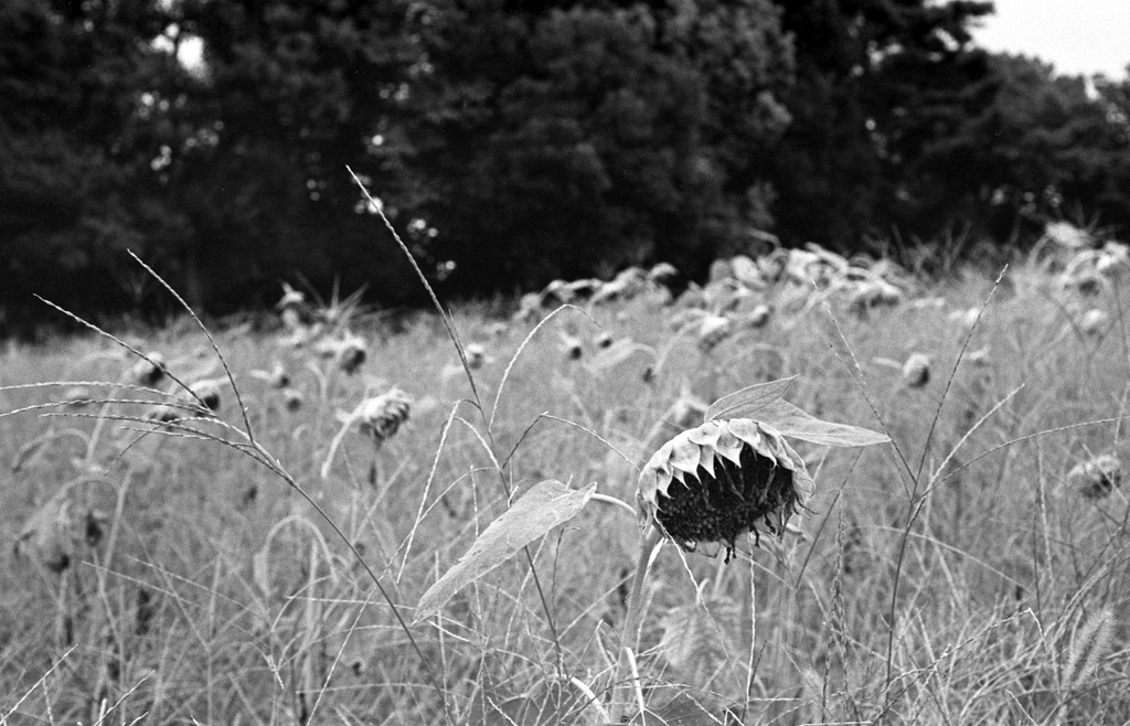 Sunflower field