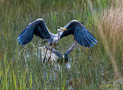 Heron being chased by an angry coot