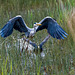 Heron being chased by an angry coot