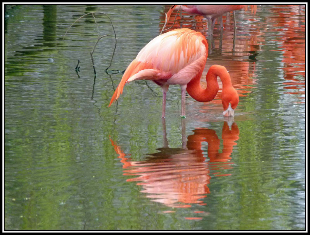 Flamingos (2)