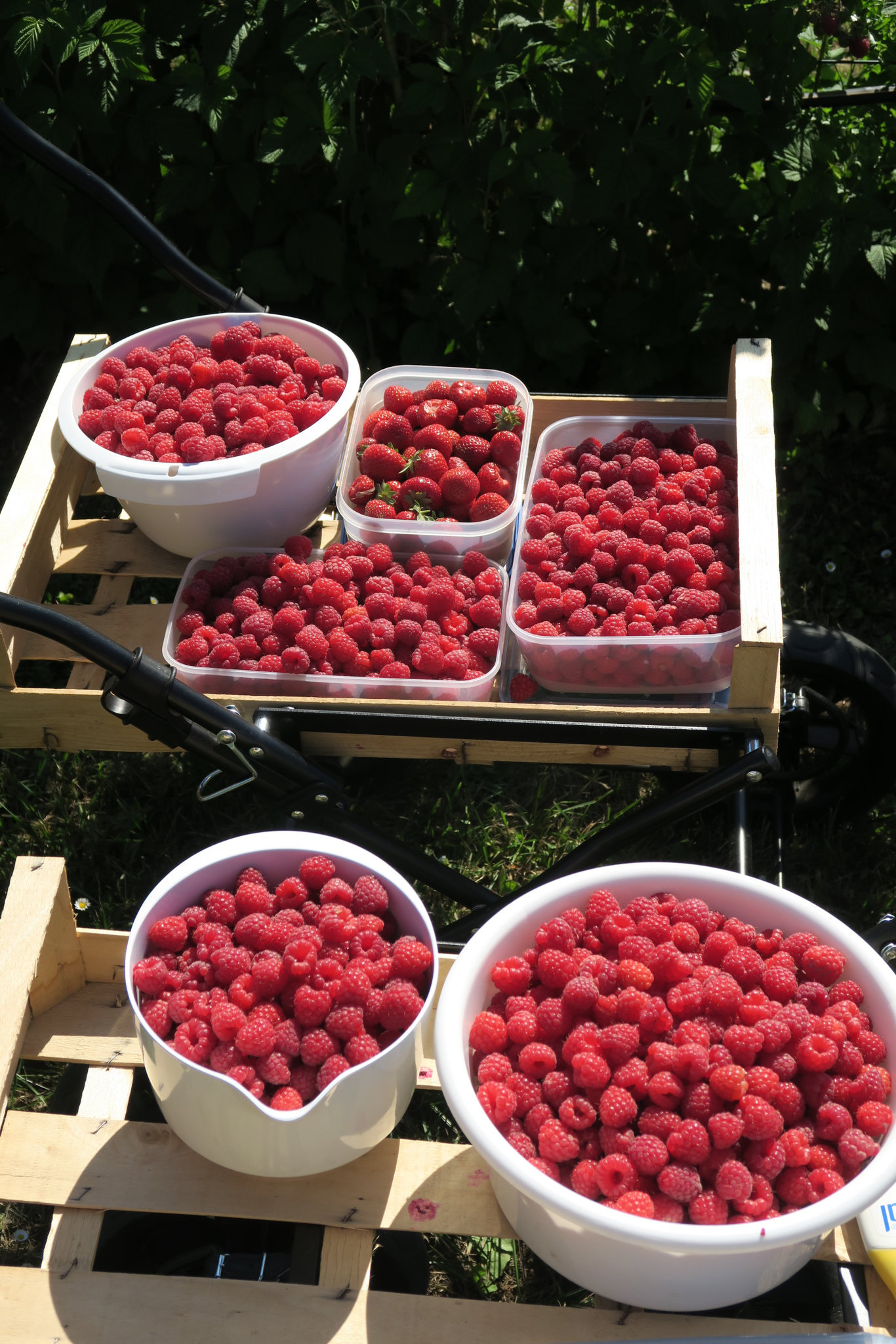 9 kg Himbeeren und 1 kg Erdbeeren