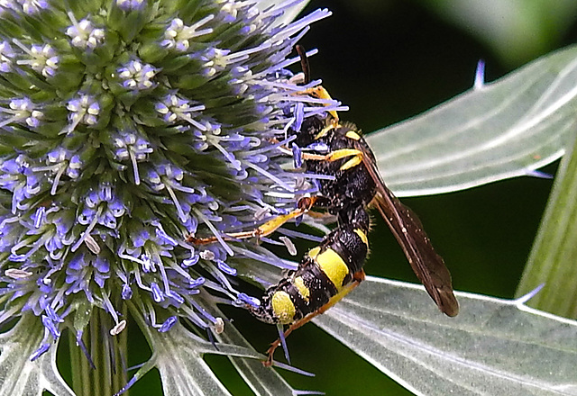 20230719 2429CPw [D~LIP] Flachblättriger Mannstreu (Eryngium planum), Bienenjagende Knotenwespe (Cerceris rybyensis), Bad Salzuflen