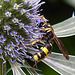 20230719 2429CPw [D~LIP] Flachblättriger Mannstreu (Eryngium planum), Bienenjagende Knotenwespe (Cerceris rybyensis), Bad Salzuflen