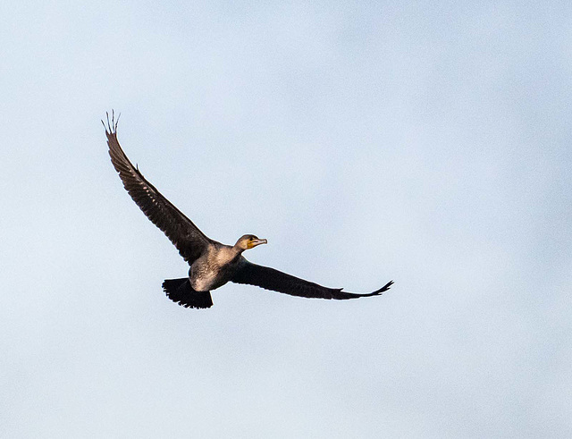 Cormorant