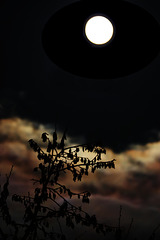 Super lune Strasbourg