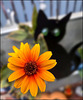 HFF ... Happy Friday Flower ❁
