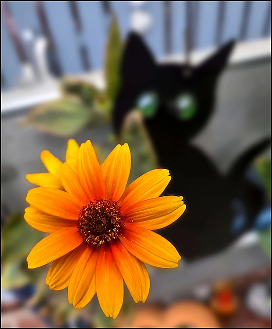 HFF ... Happy Friday Flower ❁