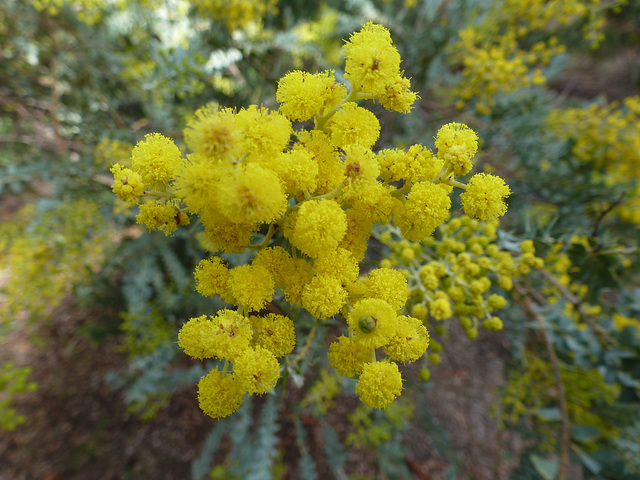 wattle, acacia, mimosa....up close