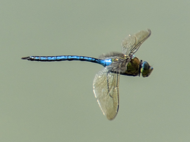 Blue Emperor m (Anax imperator) DSB 1487