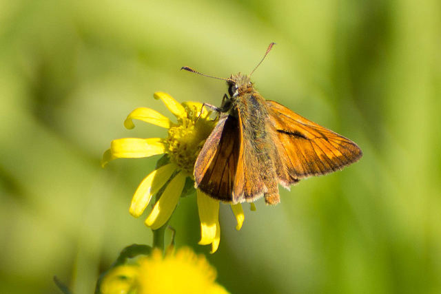 Large Skipper m (Ochlodes sylvanus) DSB 2129