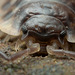 Woodlouse