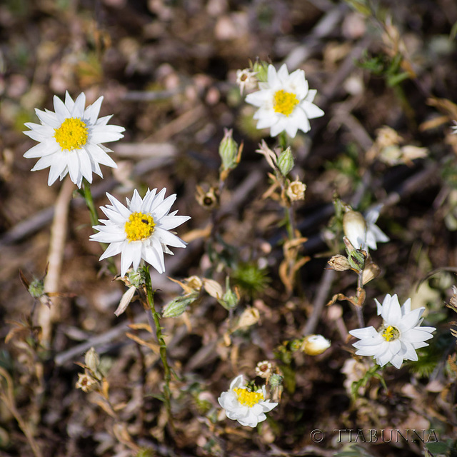 "Blunt everlasting" flowers