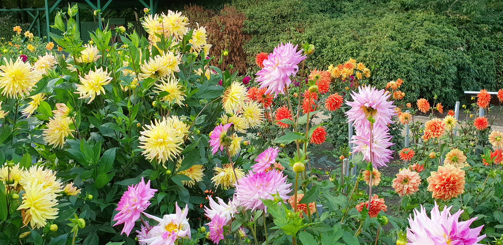 Dahliengarten