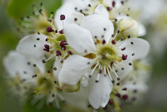 Malus, Macieira