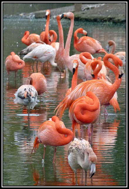 Flamingos (3)