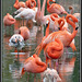 Flamingos (3)