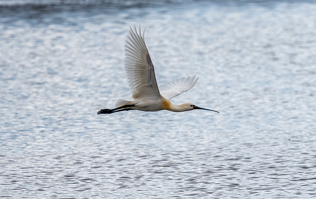 Spoon bill in flight