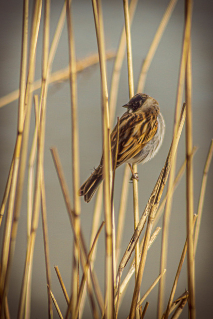 Reed bunting in Reed