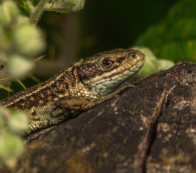 Common lizard