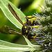 20230719 2434CPw [D~LIP] Flachblättriger Mannstreu (Eryngium planum), Bienenjagende Knotenwespe (Cerceris rybyensis), Bad Salzuflen