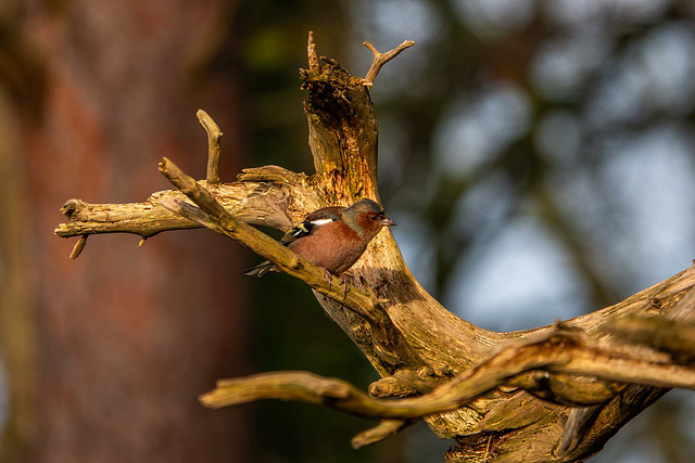 Chaffinch