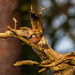 Chaffinch