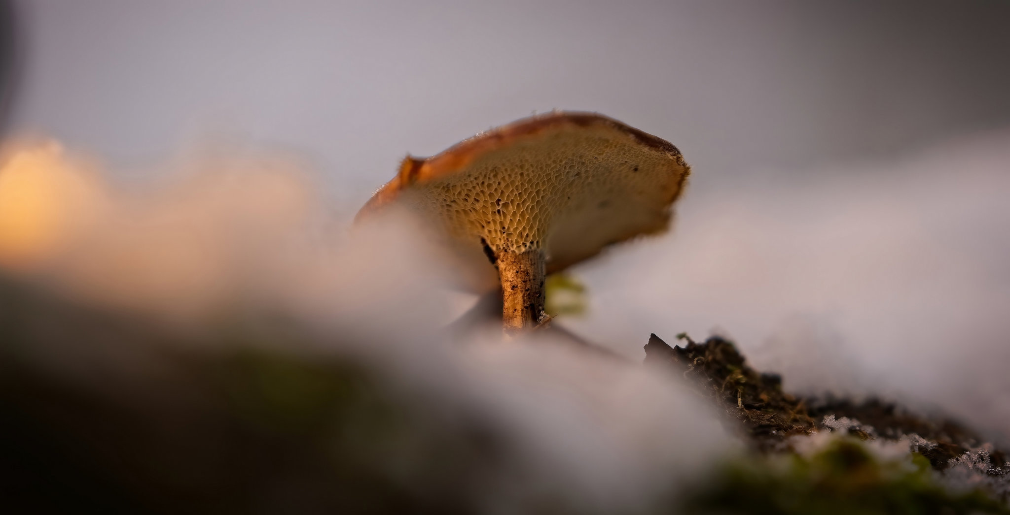 Der Winter-Stielporling–Lentinus brumalis macht seinen Namen alle Ehre :)) The winter polypore – Lentinus brumalis lives up to its name :)) Le polypore d’hiver – Lentinus brumalis porte bien son nom :))