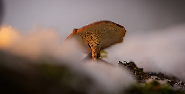 Der Winter-Stielporling–Lentinus brumalis macht seinen Namen alle Ehre :)) The winter polypore – Lentinus brumalis lives up to its name :)) Le polypore d’hiver – Lentinus brumalis porte bien son nom :