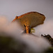 Der Winter-Stielporling–Lentinus brumalis macht seinen Namen alle Ehre :)) The winter polypore – Lentinus brumalis lives up to its name :)) Le polypore d’hiver – Lentinus brumalis porte bien son nom :))