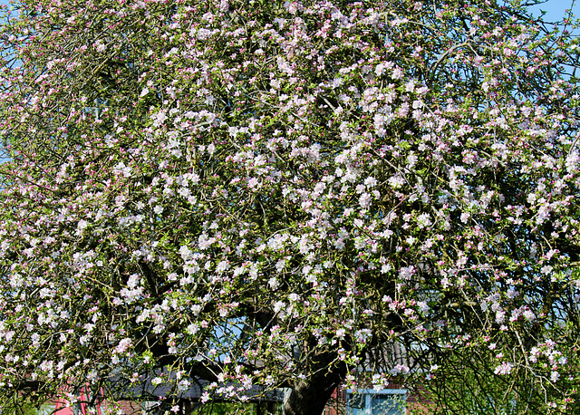 Apfelbaum
