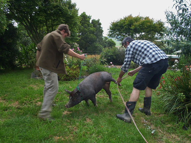 catching Viviande