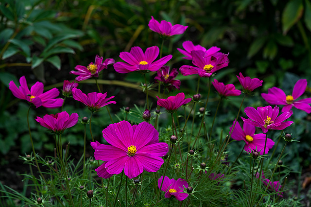 Cosmea (Nikkor 55 - 300, f/4,5-5,6)