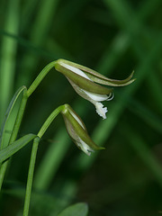 Cleistesiopsis bifaria (Small Spreading Pogonia orchid)