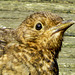 Portrait of a juvenile Blackbird