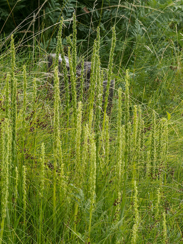 Platanthera limosa (Thurber's bog orchid)