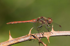 Common Darter m (Sympetrum striolatum) DSB 2131