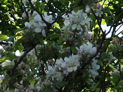 My other apple blossom is also out