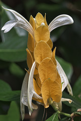 Goldähre (Pachystachys lutea)
