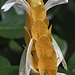 Goldähre (Pachystachys lutea)
