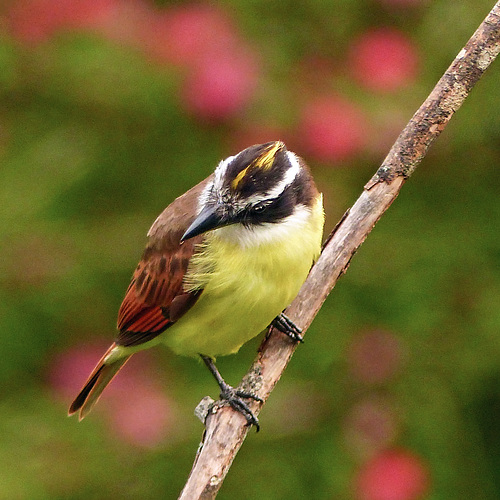 Great Kiskadee / Pitangus sulphuratus, Trinidad